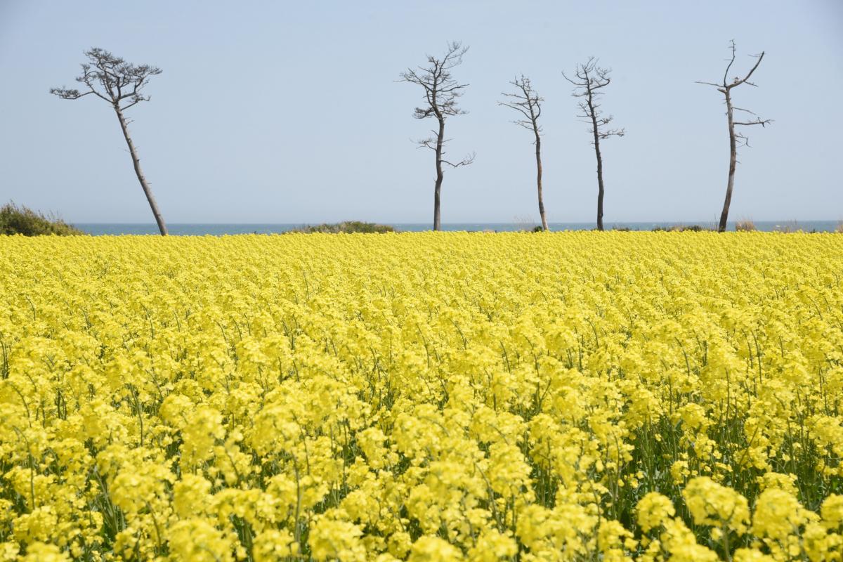 木村紀夫さんの菜の花畑（2017年4月29日撮影） 写真 10