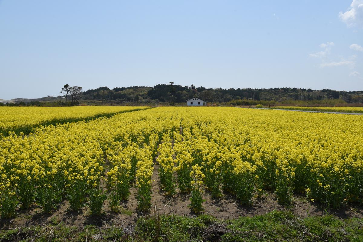 木村紀夫さんの菜の花畑（2017年4月29日撮影） 写真 2