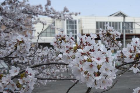 町内の桜「大野駅、大熊中」（2017年4月14日撮影） 写真 1