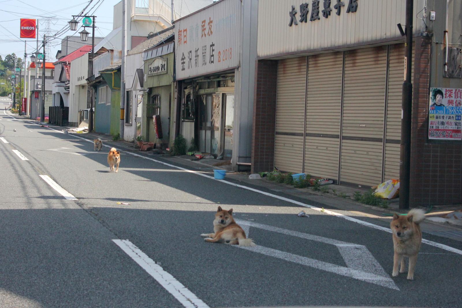 6月の調査立ち入り（2011年06月03日） 写真 8