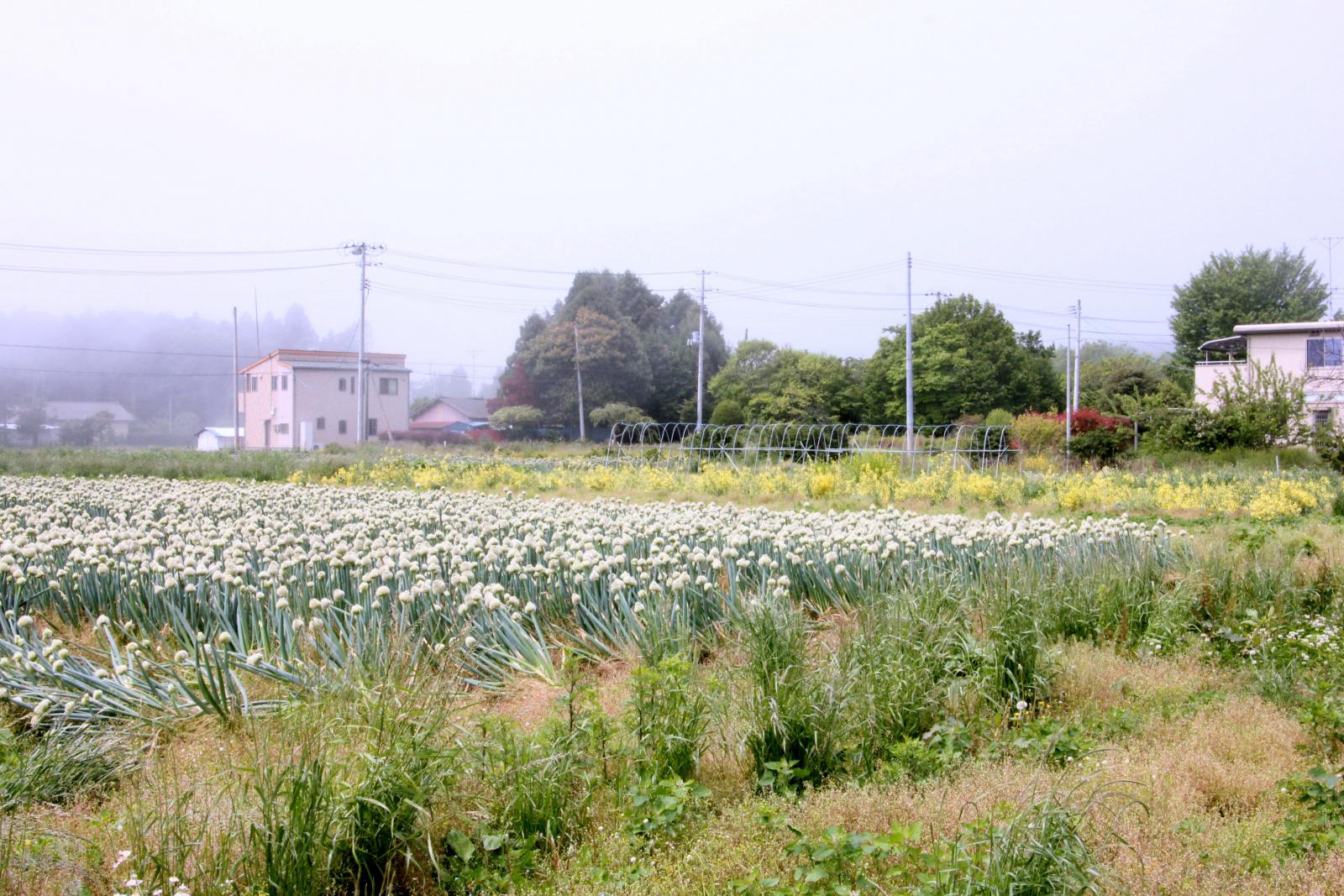 6月の調査立ち入り（2011年06月03日） 写真 13