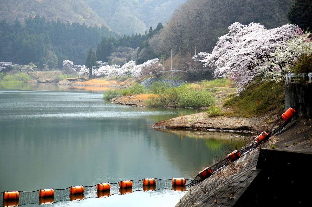 大熊町の桜の様子（2012年） 写真 22