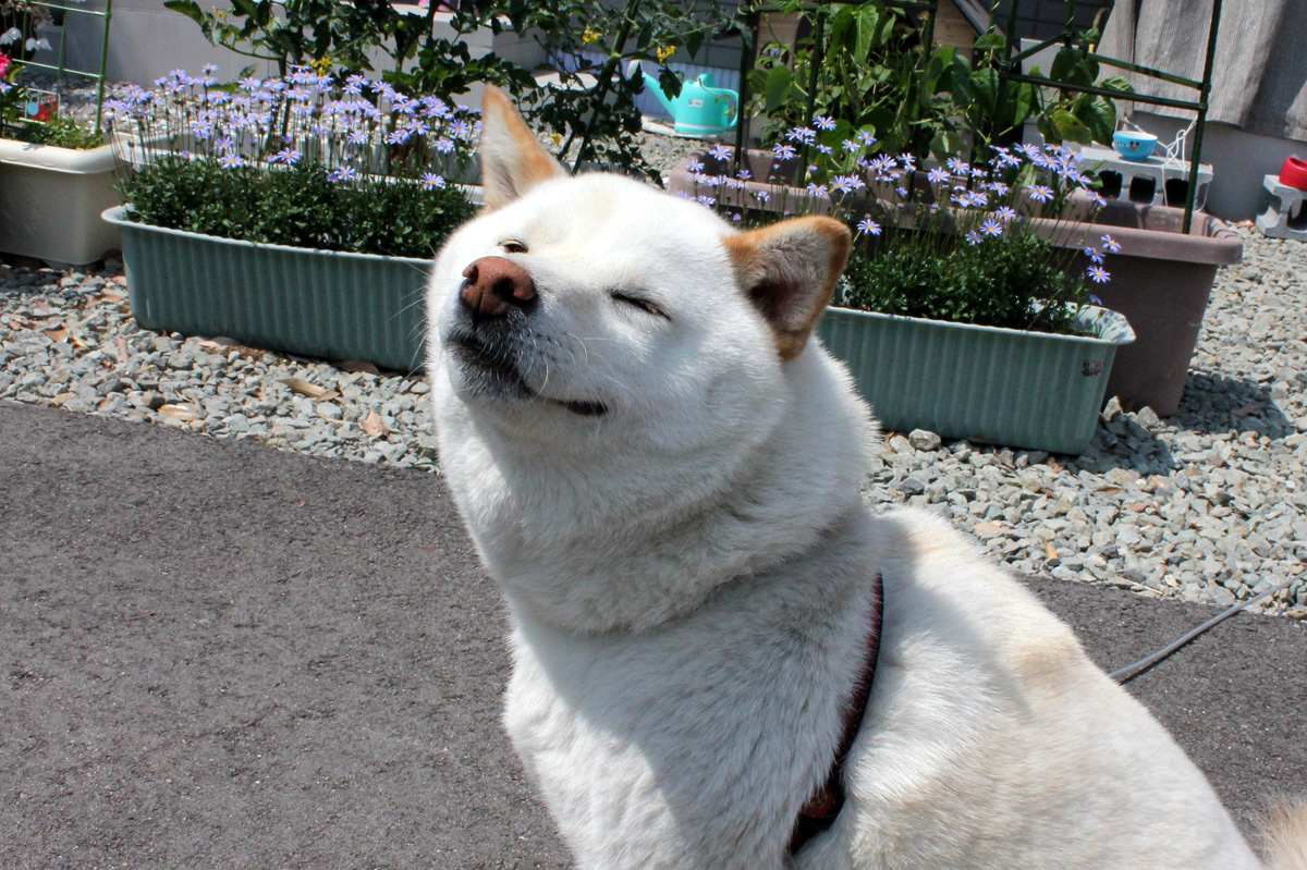 会津の初夏のくらし（2012年） 写真 2