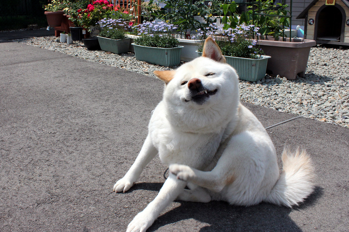 会津の初夏のくらし（2012年） 写真 1