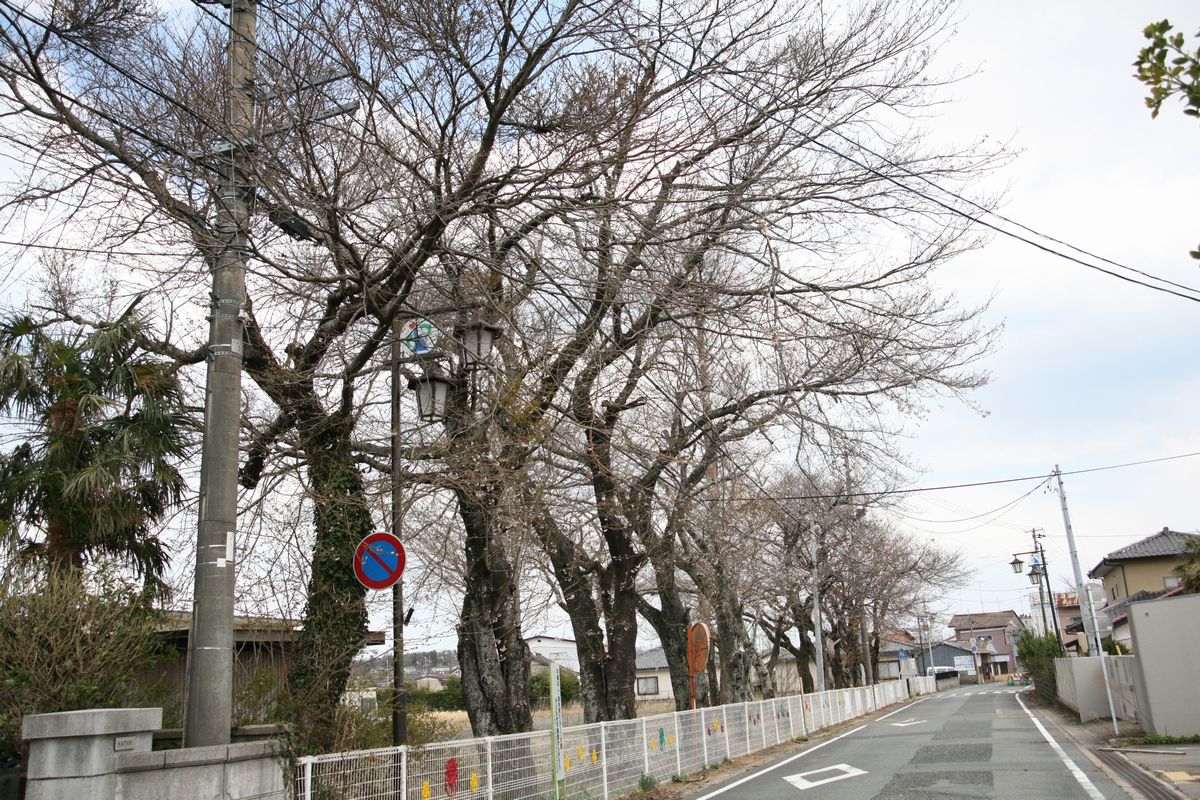 大熊町の桜の様子（2013年） 写真 8