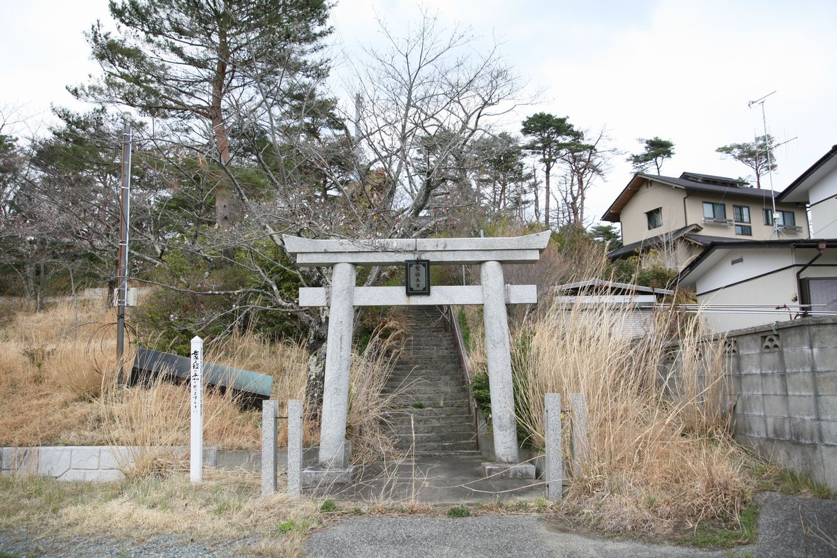 大熊町の桜の様子（2013年） 写真 15