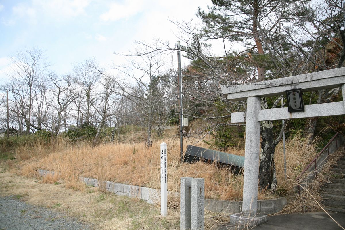 大熊町の桜の様子（2013年） 写真 16