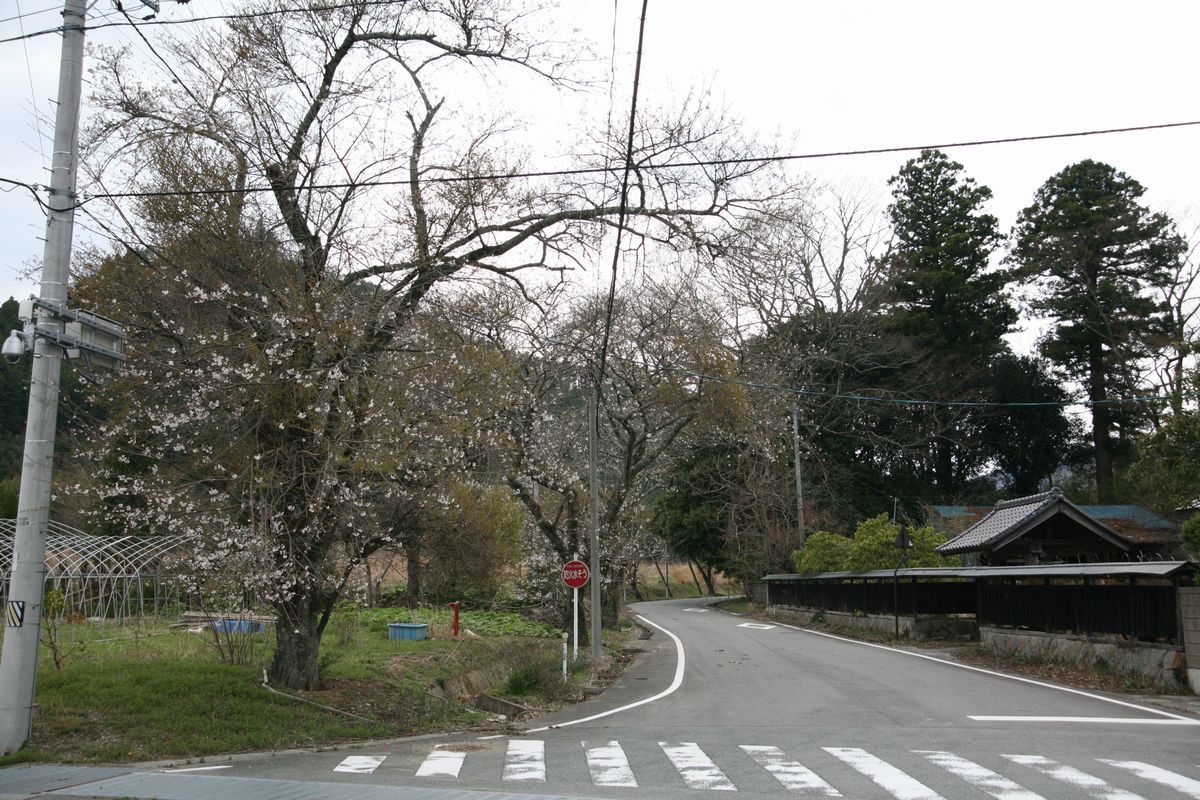 大熊町の桜の様子（2013年） 写真 20