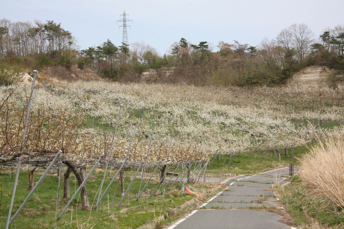 大熊町の梨の花（2013年） 写真 1