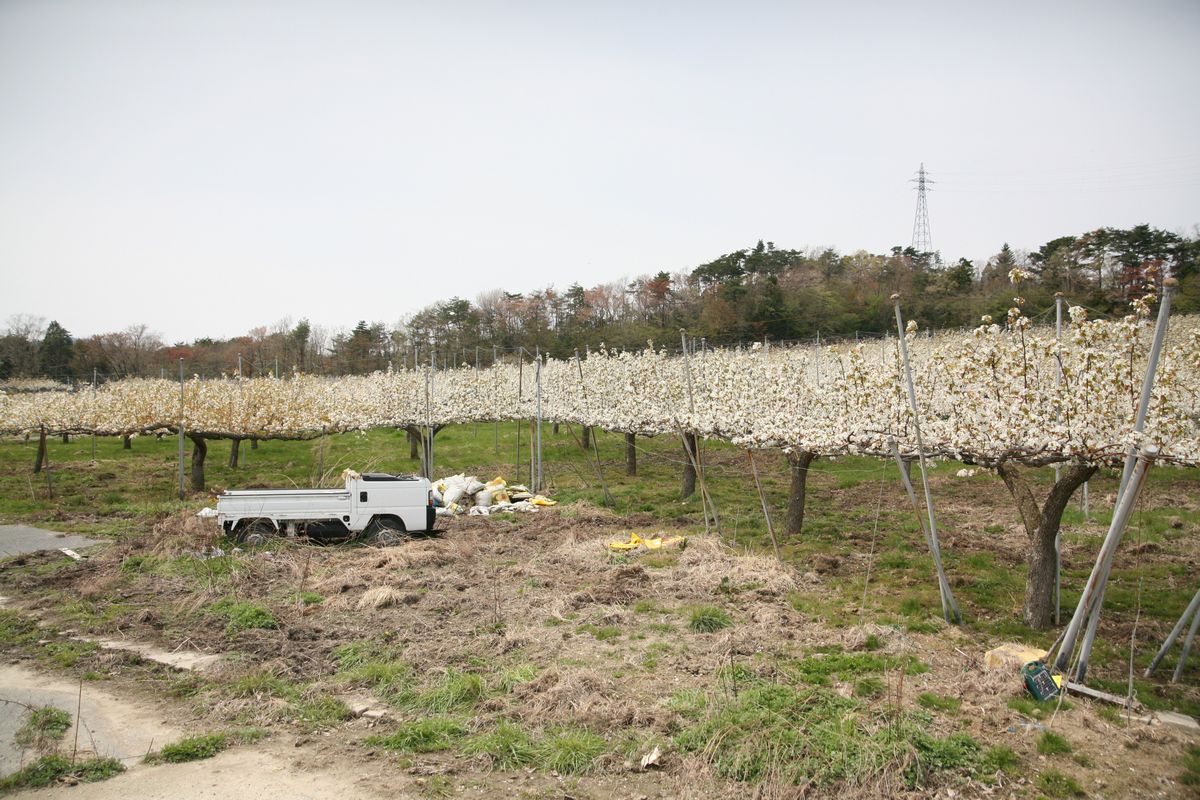 大熊町の梨の花（2013年） 写真 3