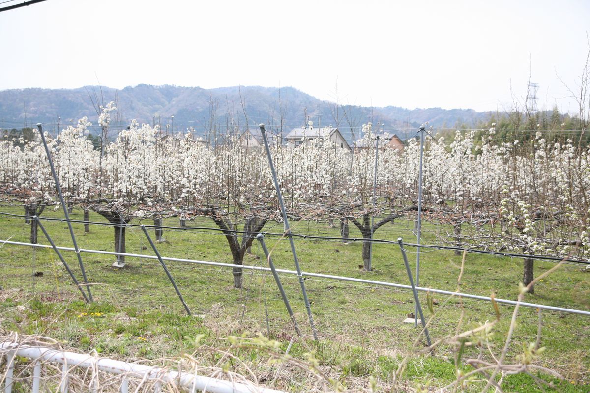 大熊町の梨の花（2013年） 写真 16