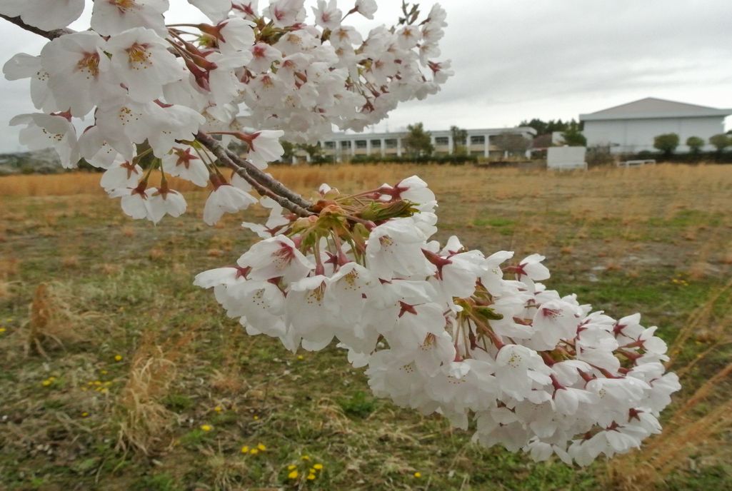 大熊町の桜（2015年4月14日撮影） 写真 8