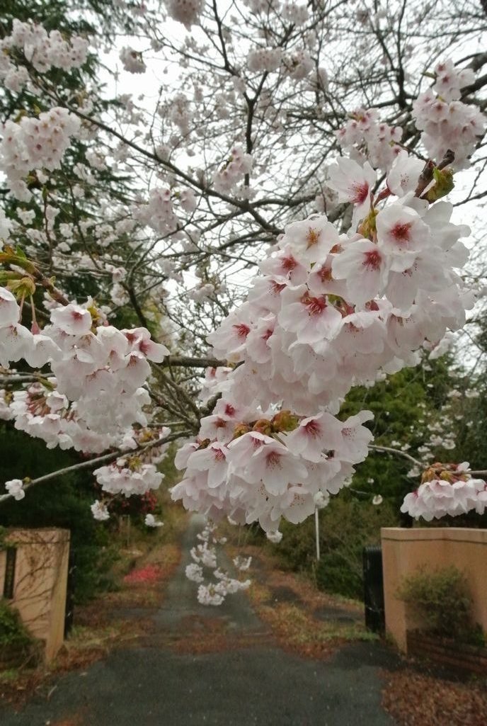 大熊町の桜（2015年4月14日撮影） 写真 11