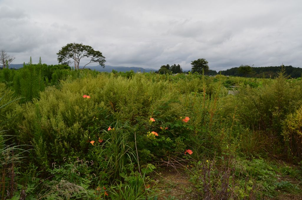 大熊町・熊川の風景 (2013年9月撮影) 写真 3