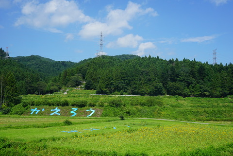 大川原のヒマワリ畑（2014年8月23日撮影） 写真 5