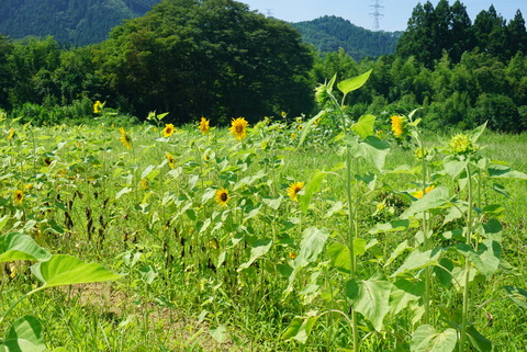 大川原のヒマワリ畑（2014年8月23日撮影） 写真 3