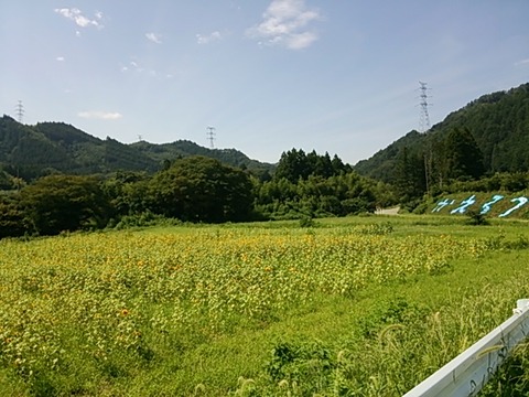 大川原のヒマワリ畑（2014年8月23日撮影） 写真 6