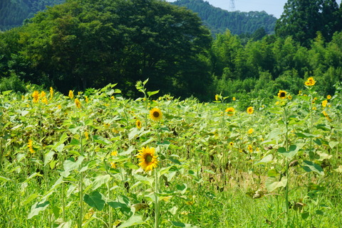 大川原のヒマワリ畑（2014年8月23日撮影） 写真 2