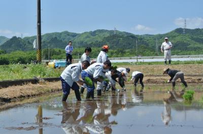 実証田に手差しで田植えをする町農業委員ら