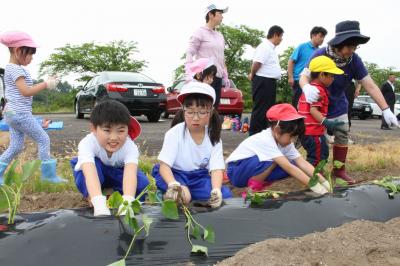 サツマイモの苗植えをする子どもたち