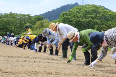 沖縄から届いたヒマワリの種をまく参加者