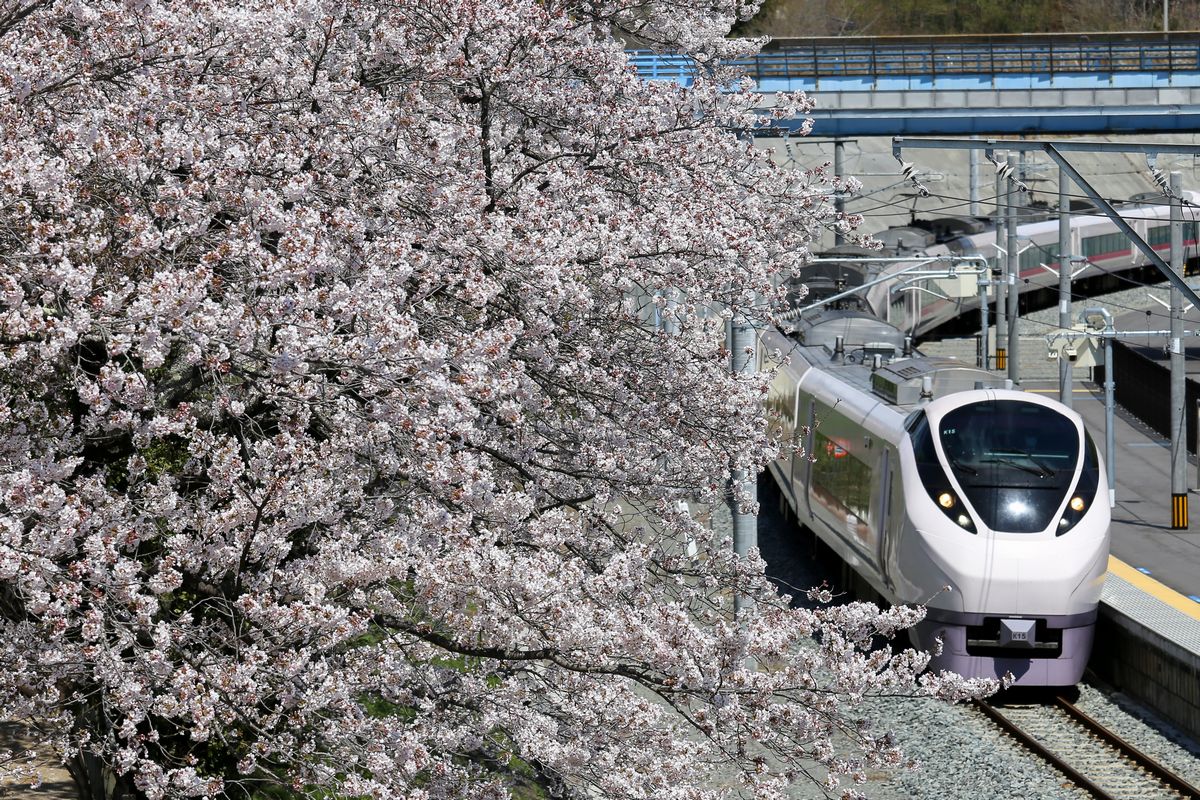 再開したJR大野駅では、到着する特急ひたちを満開の桜がお出迎え