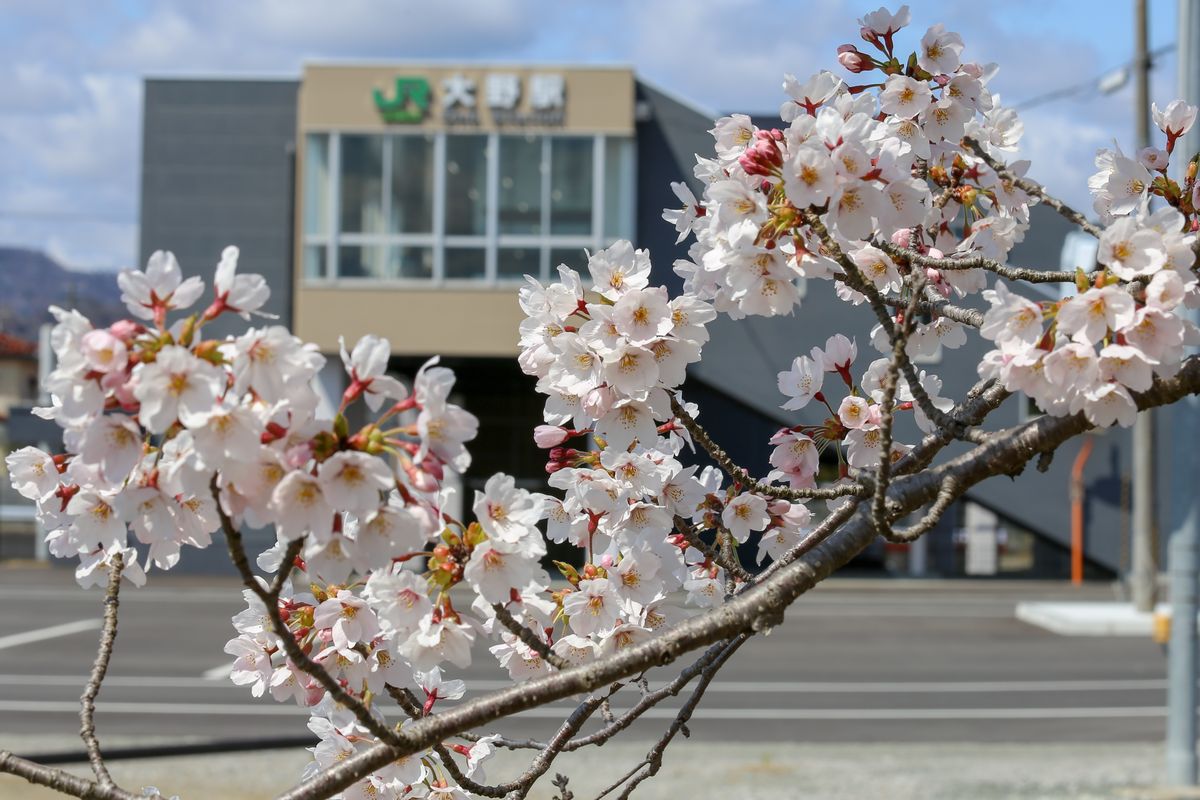 大野児童公園の桜越しに見る避難指示が解除された駅東口