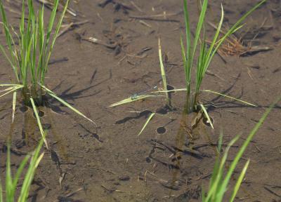 実証田に植えられたコガネモチの苗