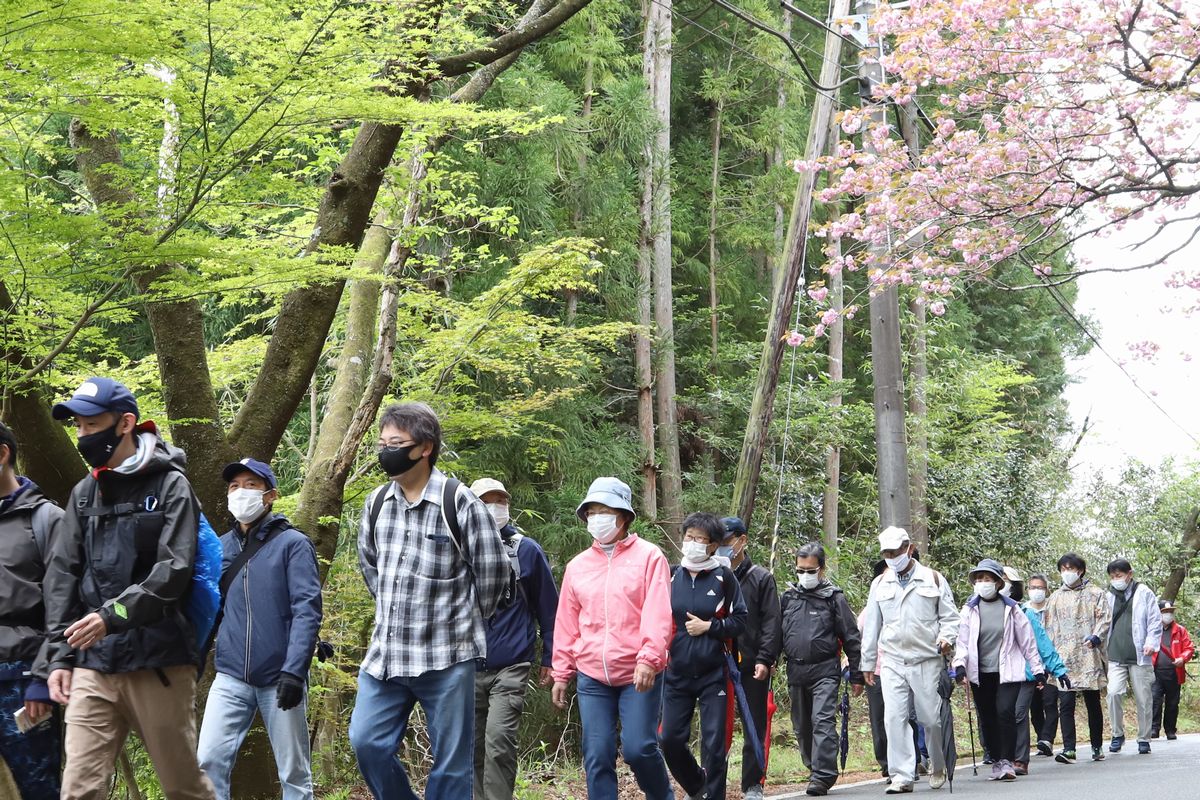 大山祇神社入り口の桜は見頃を過ぎ、緑の葉が出始めていました。来年は見頃の頃にでかけましょう