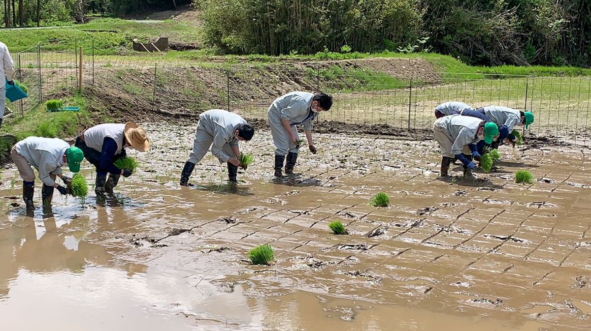 熊地区の試験田でコシヒカリを植える町農業委員ら