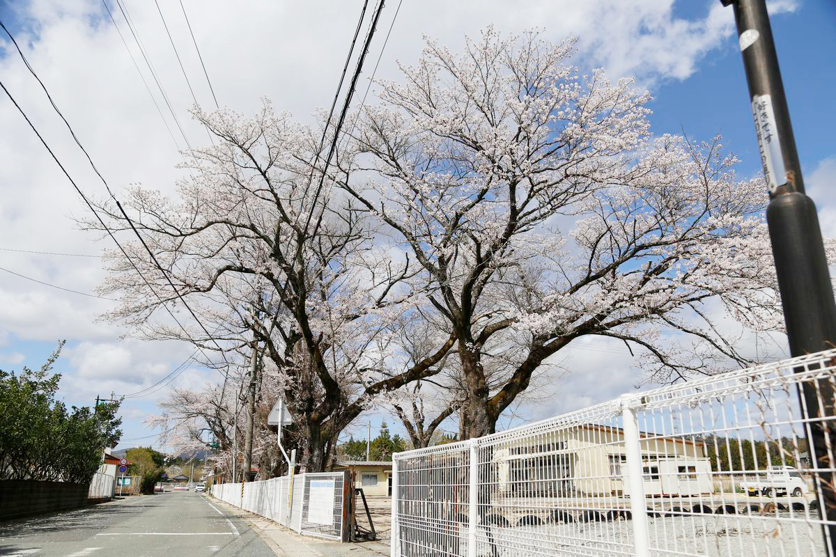 大野郵便局前の通りは旧児童館の桜が今年も綺麗に咲きました