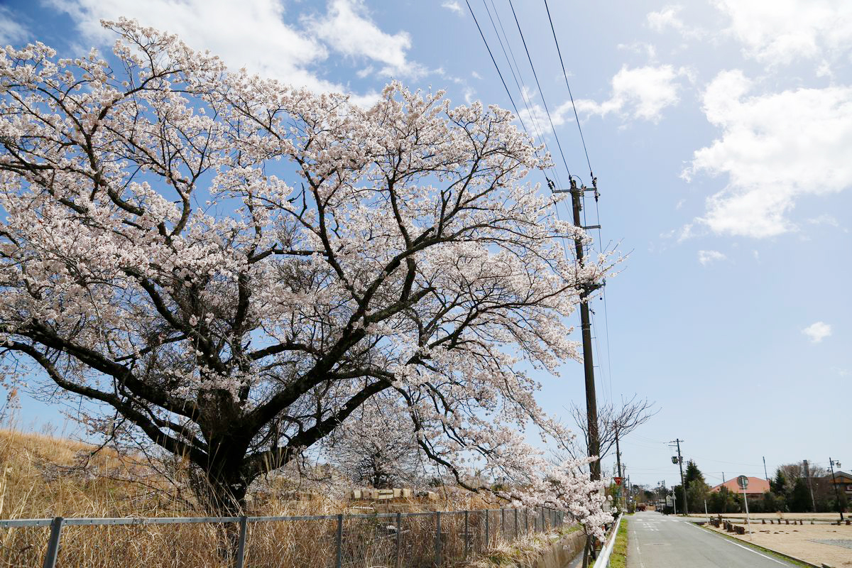 フェンスを越えて枝を伸ばす旧大野病院の桜