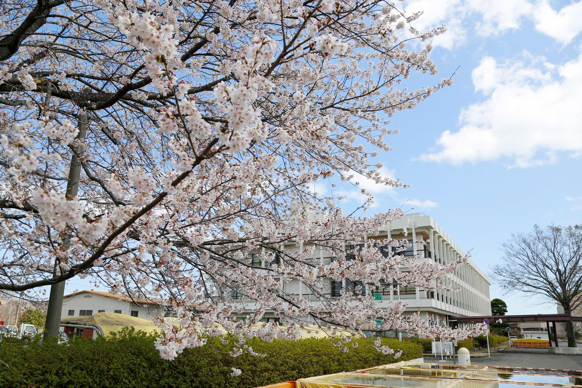 旧大熊町役場に設置された防火水槽の上に枝を伸ばす桜