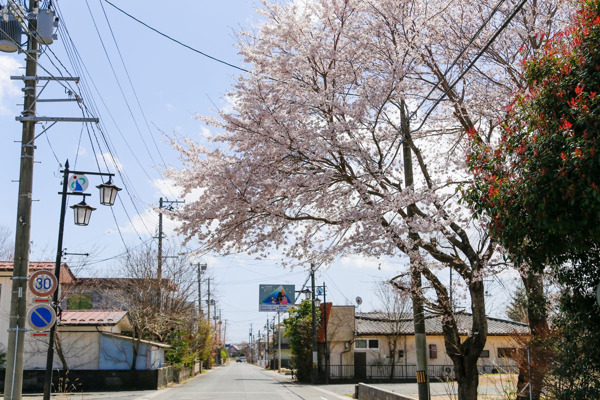 文化センターの案内板に華を添える桜