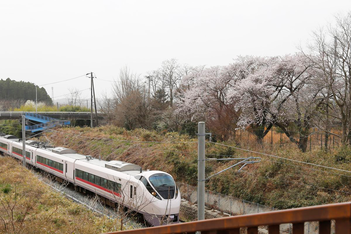 役場陸橋の近くで特急ひたちを迎える桜