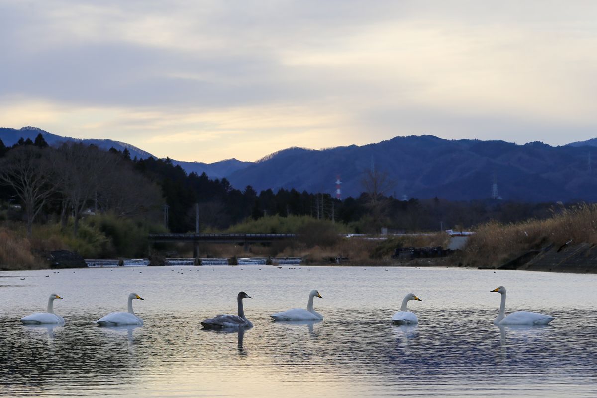 今冬、町内を流れる熊川にハクチョウが飛来しました。