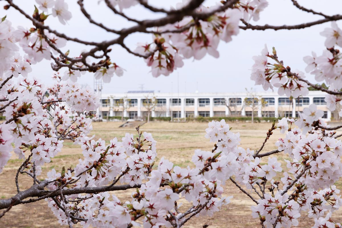 インキュベーション施設として生まれ変わった旧大野小を変わらず囲む桜