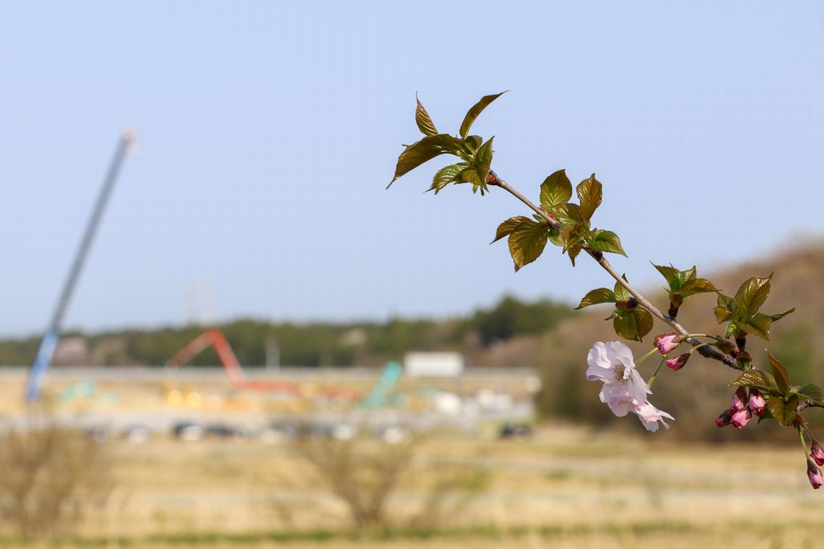 頭森公園に植樹した国際交流の桜「はるか」。眼下には整備中の学び舎ゆめの森を望む