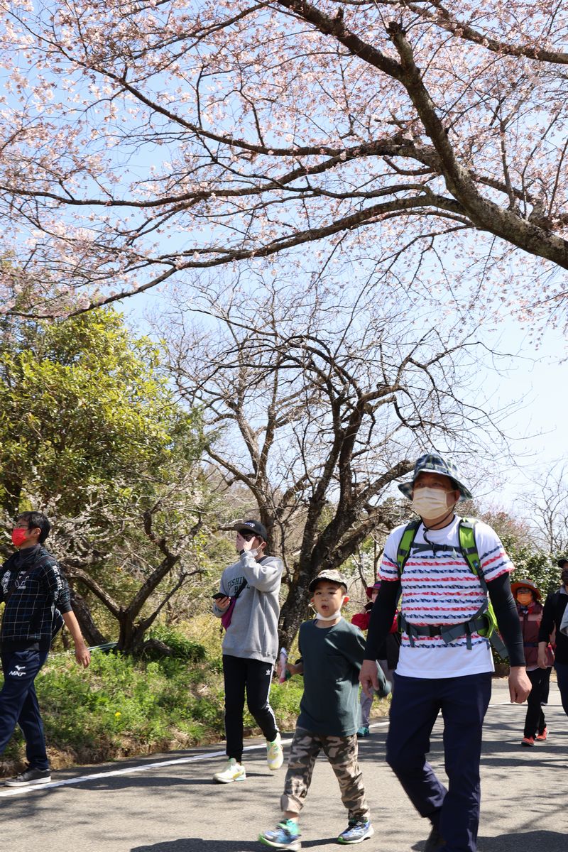 咲き始めた桜の下を歩く参加者。