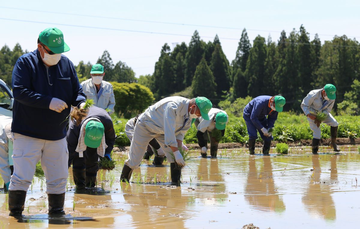 試験田に苗を植える町農業委員ら