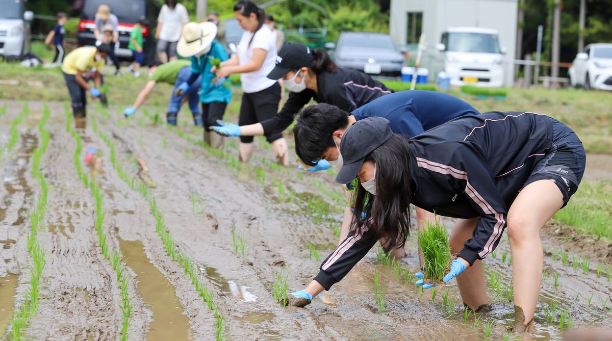 酒米の苗を植える参加者