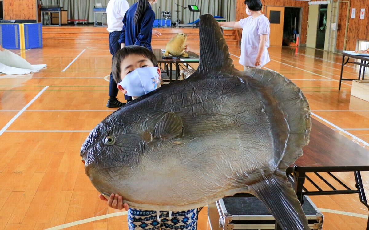 マンボウの剥製を手に取る園児