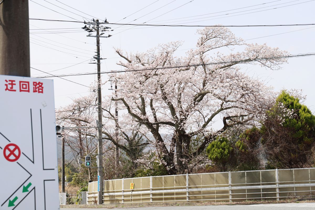 近くで中央産業団地が整備されている五差路の桜