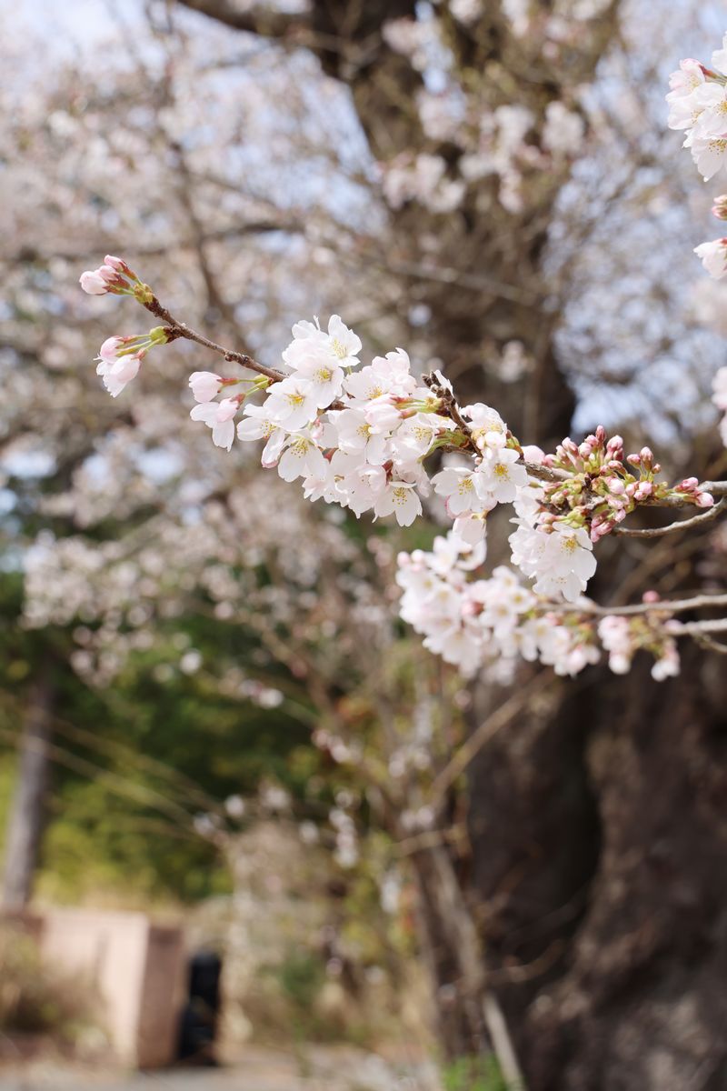 双葉翔陽高校を見守る桜