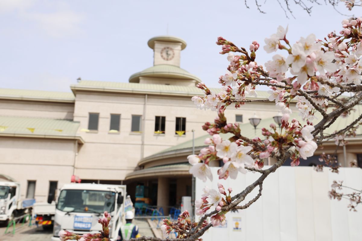 解体が始まった町図書館を見つめる桜