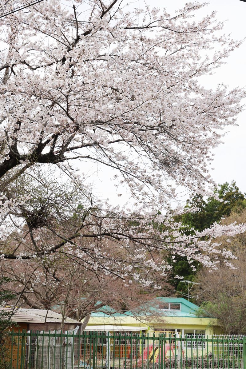 閉園した熊町幼稚園の桜