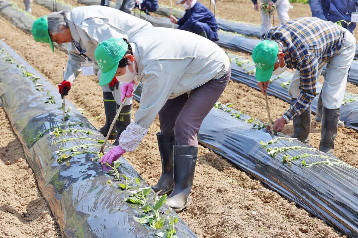 町農業委員会は5月12 日、町内大川原地区でサツマイモの苗植えを行いました。同委員会が主体となったサツマイモ栽培は今年で3年目。町職員や町農業委員ら約30人が参加し、南平の畑約20aに「紅はるか」と「シルクスイート」の2種類の苗を植え付けました。収穫したサツマイモは今秋のふるさとまつり等のイベントで活用する予定です。