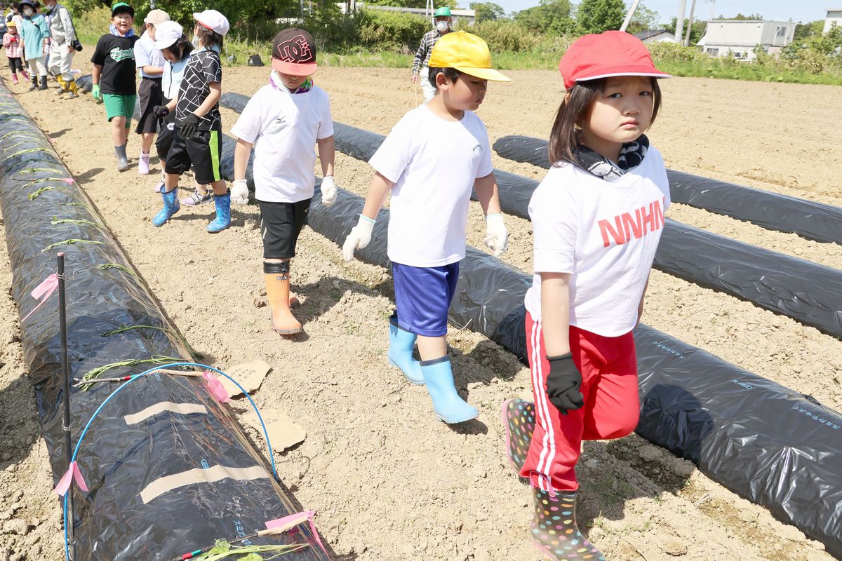 町農業委員会が準備しておいた苗植えの場所に向かって歩く園児・児童ら。サツマイモは土を盛り上げて作った畝を黒いシートで覆うマルチングと呼ばれる栽培方法で育てられます。シートの上には苗と植えるための道具が準備されていました。