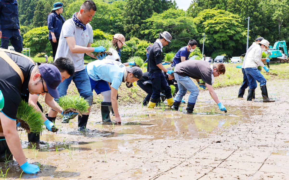 酒米の苗を手植えする参加者