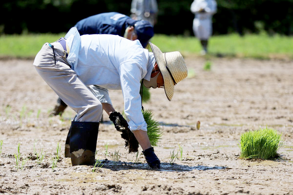 コシヒカリの苗を手植えする町農業委員。